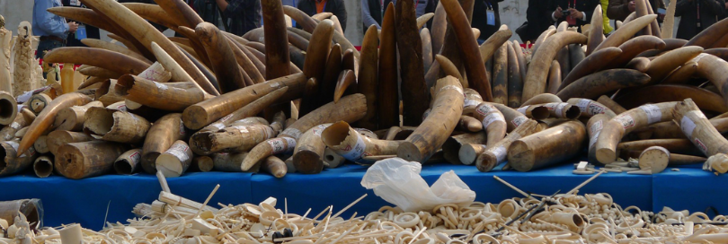 The illegal wildlife trade: modus operandi and transport routes in West and Central Africa