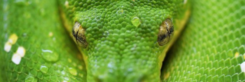 Experts concerned about level of trade in snakes