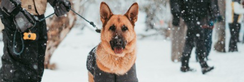 First Global Canine Forum held at WCO Headquarters