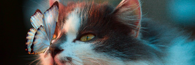Classification of solution for cats against ticks