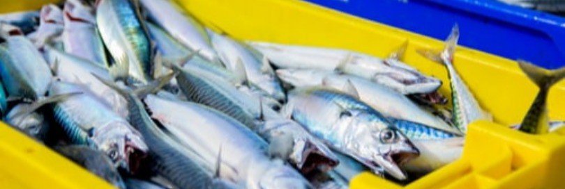 Žuvininkystės produktų importas, eksportas