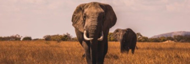 The killing of elephants continues: what can be done to stop the accelerating risk of extinction?