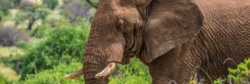 Tacking stock of the illegal ivory trade