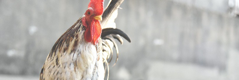 Ginčas dėl sandorio schemos, kuria siekta išvengti muitų